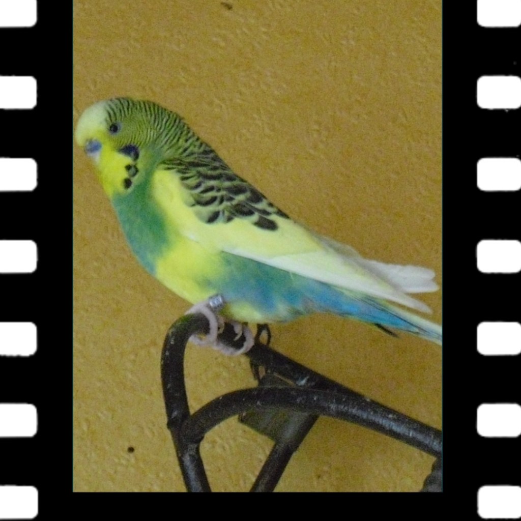 Wellensittich Benny konnte trotz stationärer Aufnahme nicht geheilt werden.