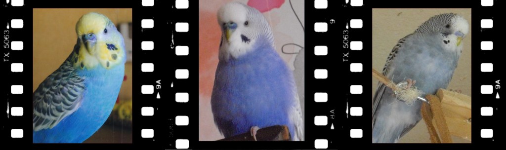 Drei Farbschläge der Blaureihe