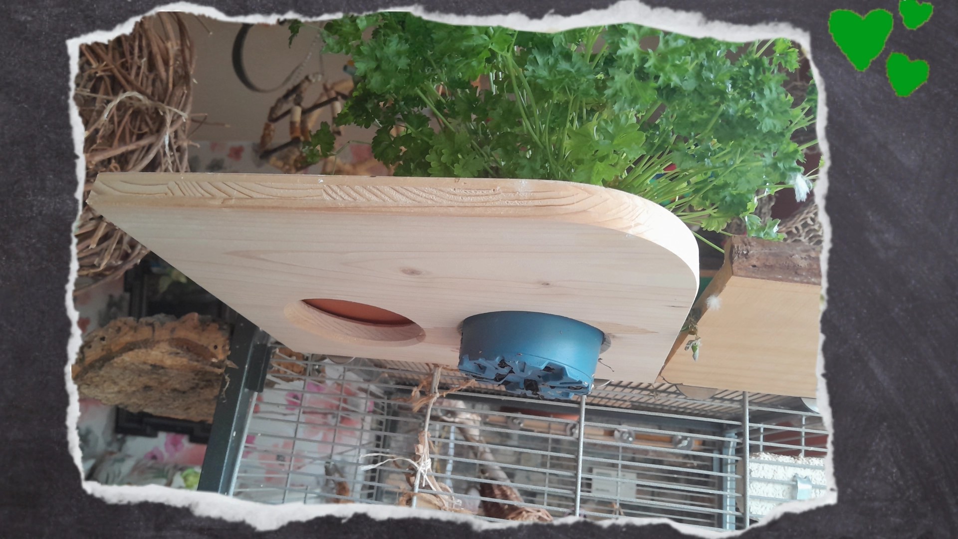 Erweiterung für Vogelkäfig: Fichtenholzbrett mit Löchern für Näpfe und Kräutertöpfe