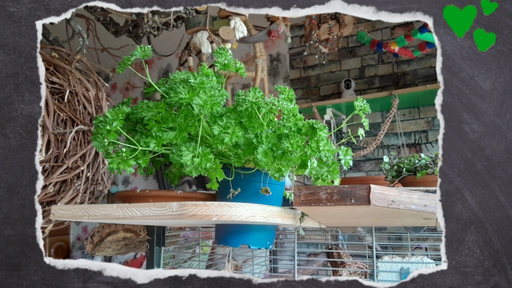 Fichtenholzbrett mit Keramiknapf und Kräutertopf