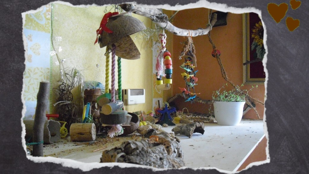 Naturast über Spannplatte mit Wellensittich-Spielzeug & Golliwoog