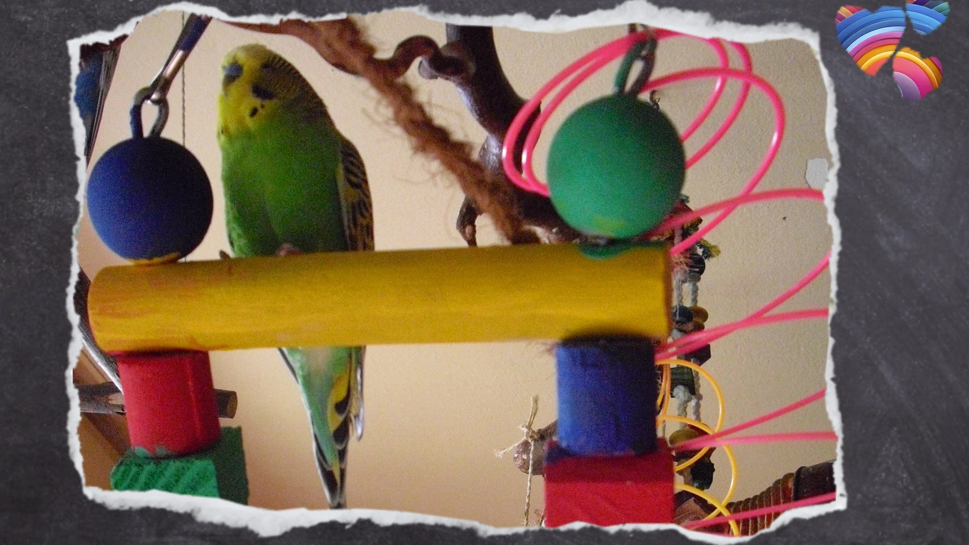 Grüner Wellensittich auf Holzleiter mit großen Holzkugeln