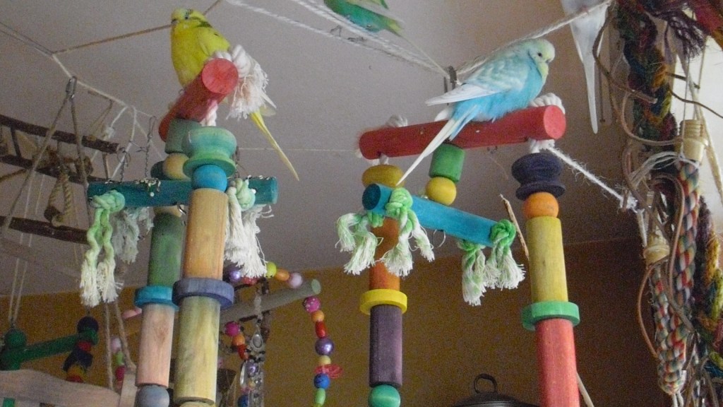 Gelber und blauer Welli auf buntem Holzspielzeug