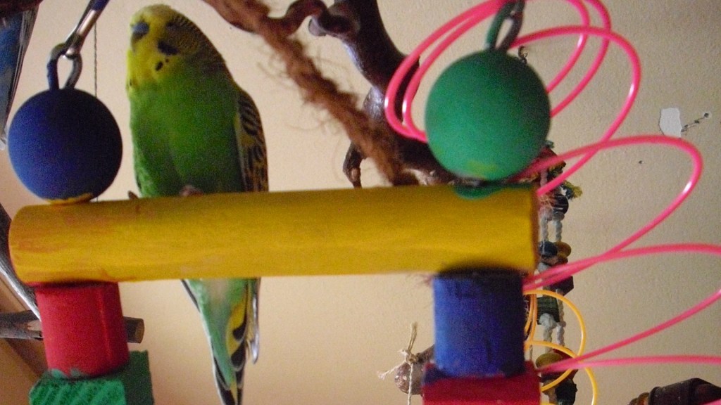 Grüner Wellensittich auf Holzleiter mit großen Holzkugeln