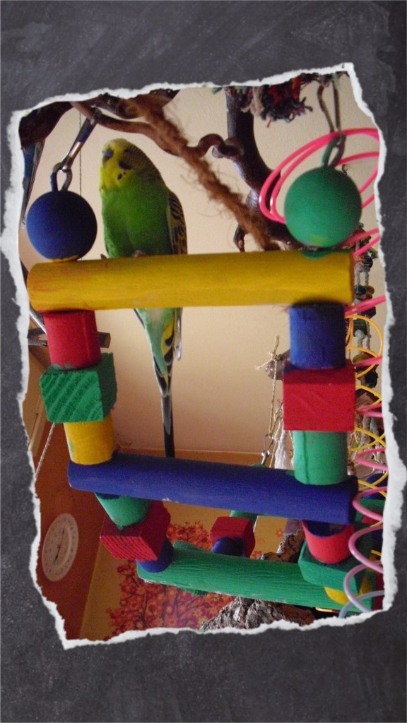 Grüner Wellensittich auf Holzleiter mit großen Holzkugeln