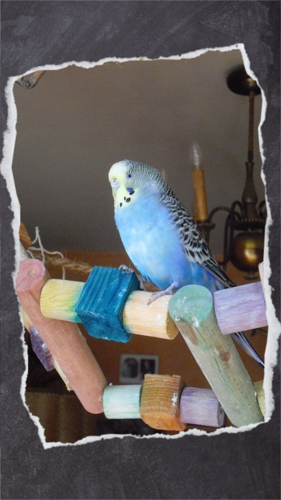 Blauer Welli sitzt auf Holzblock der bunten Holzleiter