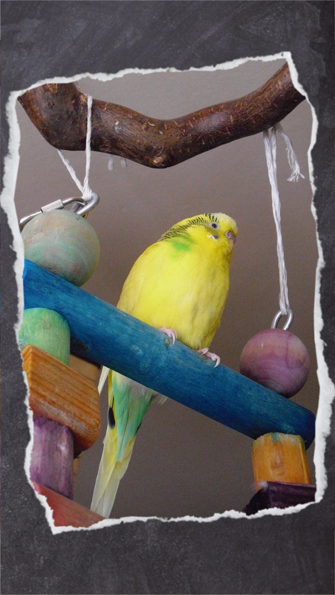 Gelbe Wellihenne sitzt auf breiter Sprosse der Holzleiter