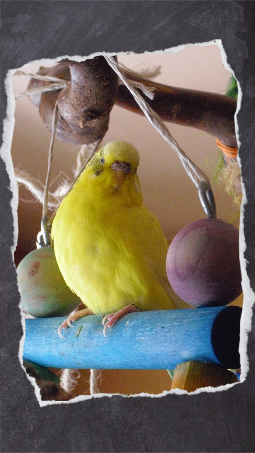 Gelbe Wellihenne sitzt Holzleiter neben bunten Holzkugeln