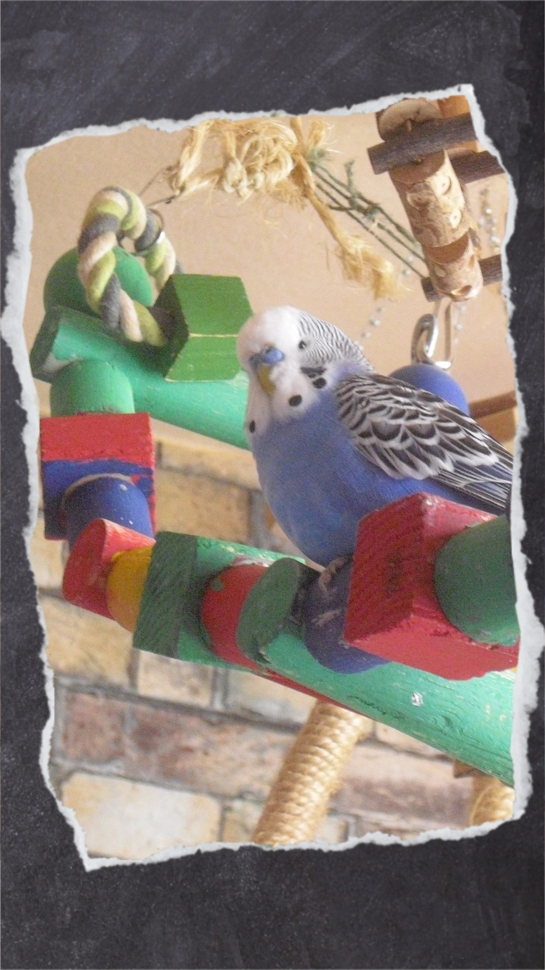 Blauer Wellensittich-Hahn sitzt auf bunter Holzleiter