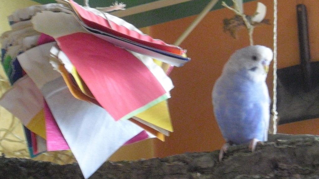 Pappteller bunt angemalt als Spielzeug für Wellensittiche