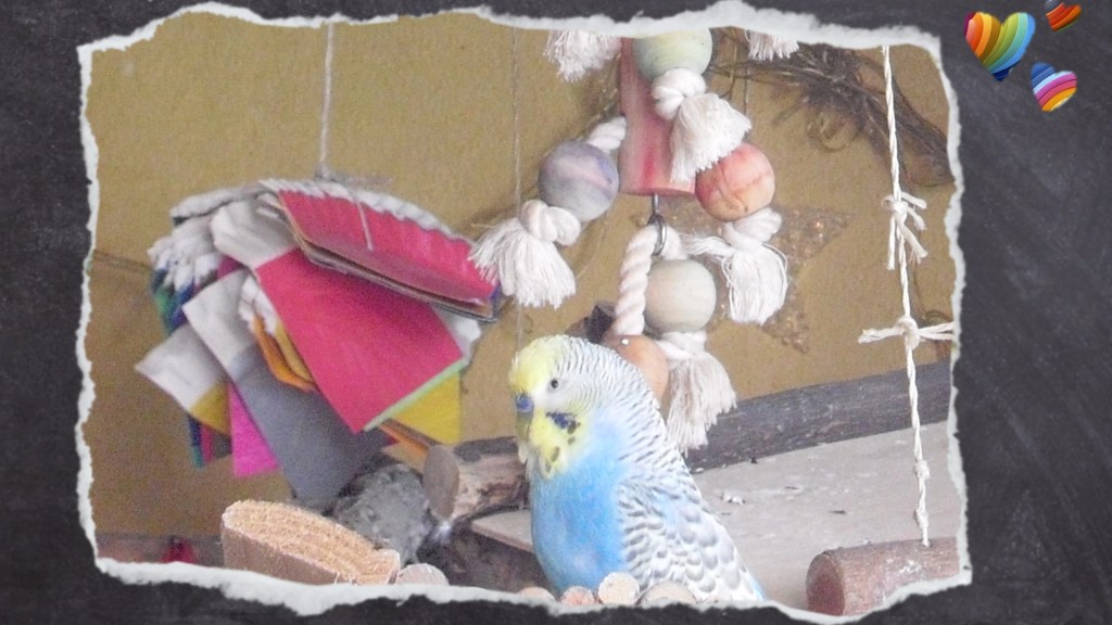 Pappteller als Schredderspielzeug