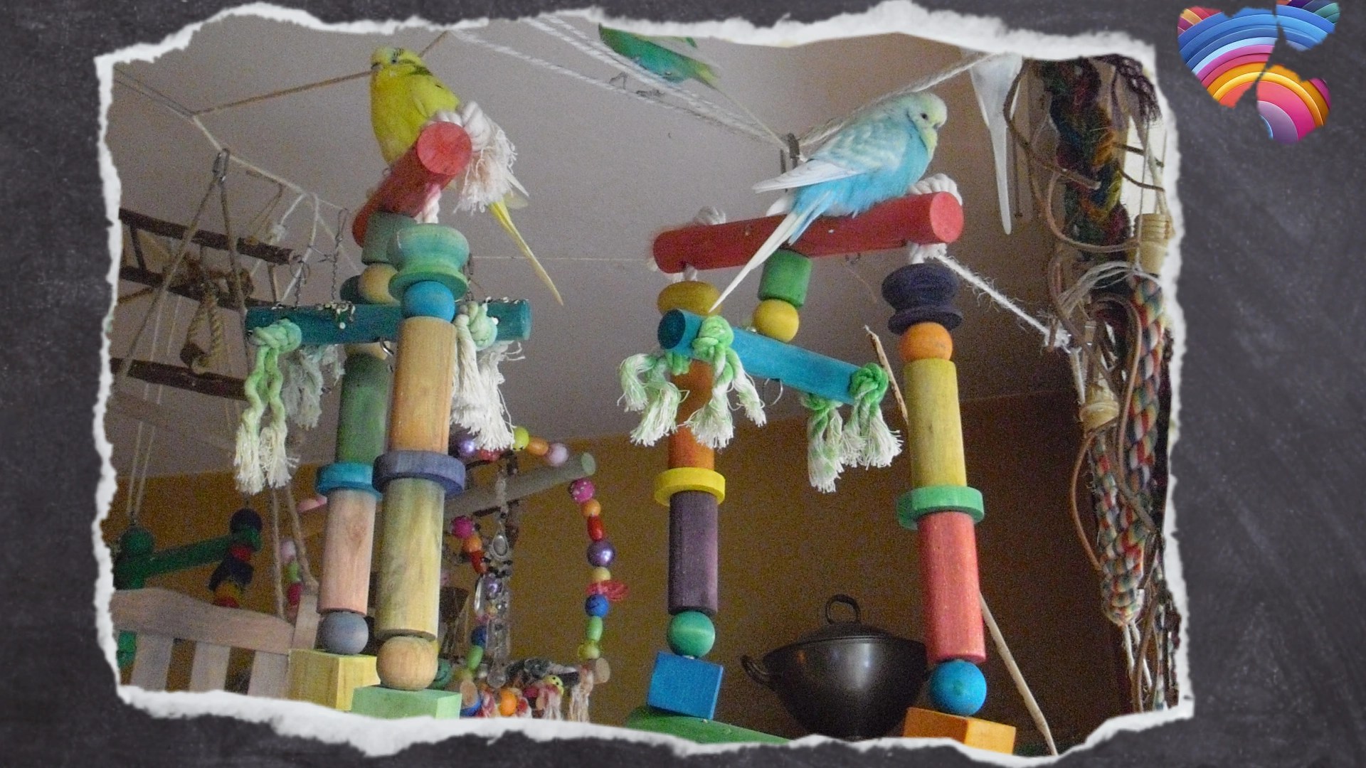 Gelber und blauer Welli auf buntem Holzspielzeug