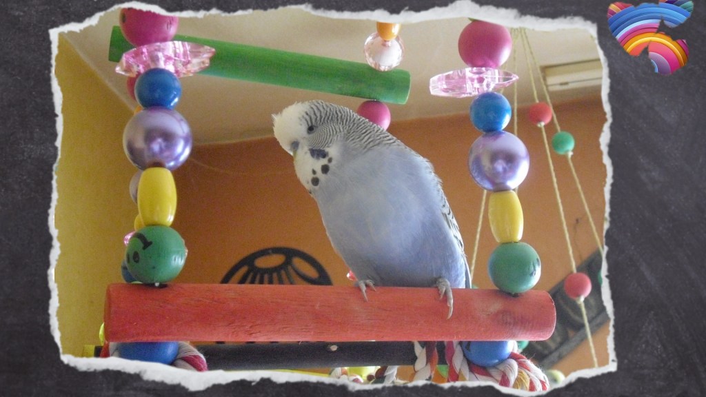 Wellihahn sitzt auf dicker Sitzstange in Schaukelrad