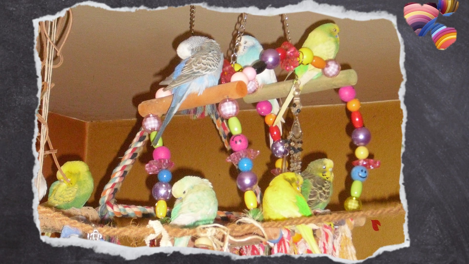 Großes Schaukelrad mit sieben Wellensittichen