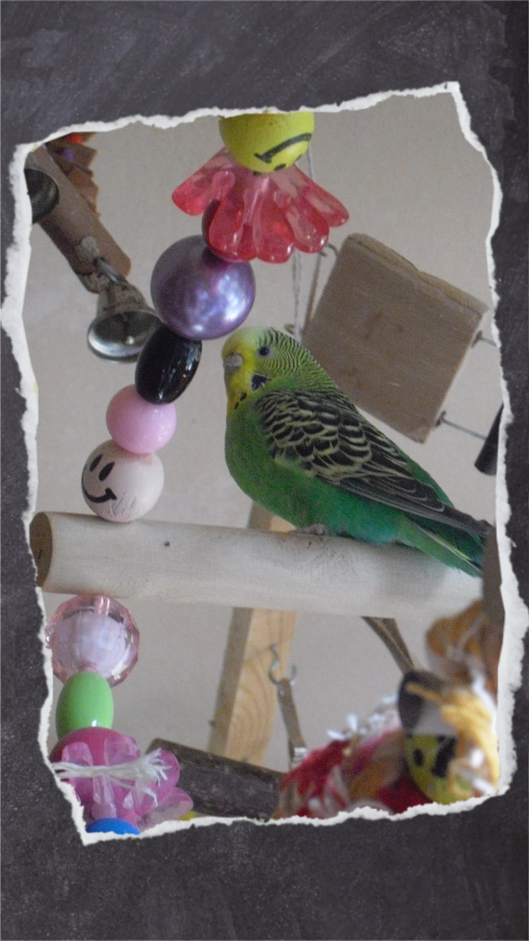 Grüne Wellensittich-Henne sitzt auf breiter Stange im Schaukelrad