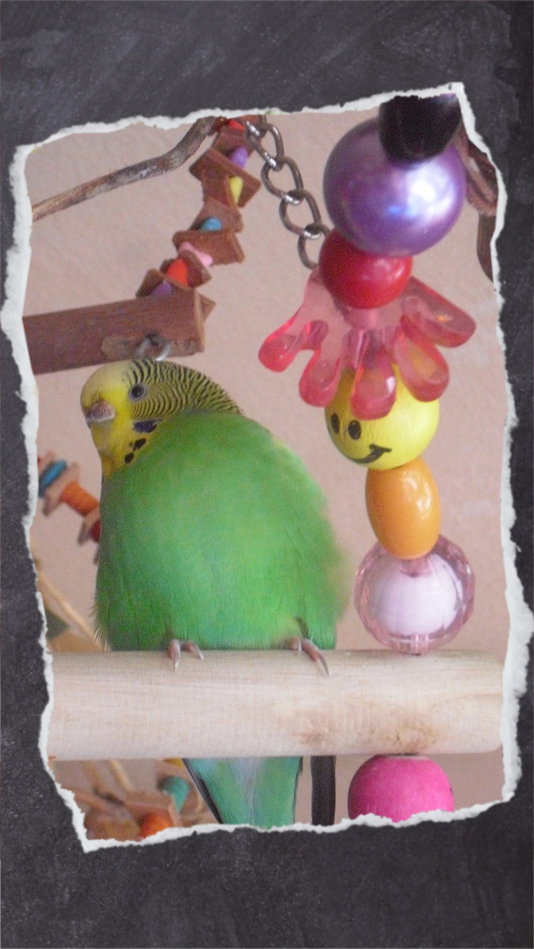 Grüne Wellihenne sitzt neben Holzperlen und bunten Plastikteilen auf Schaukelrad