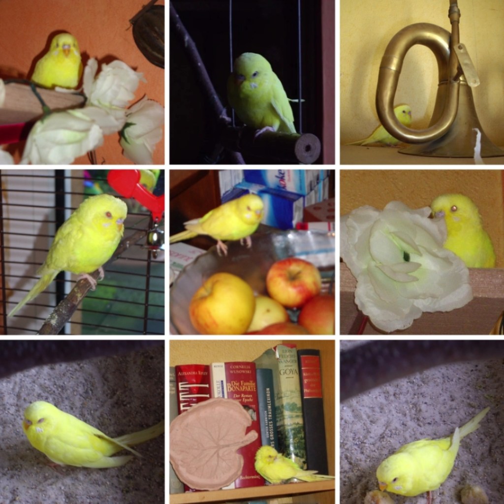 Photo Collage mit Bildern von Welli-Hahn Chris