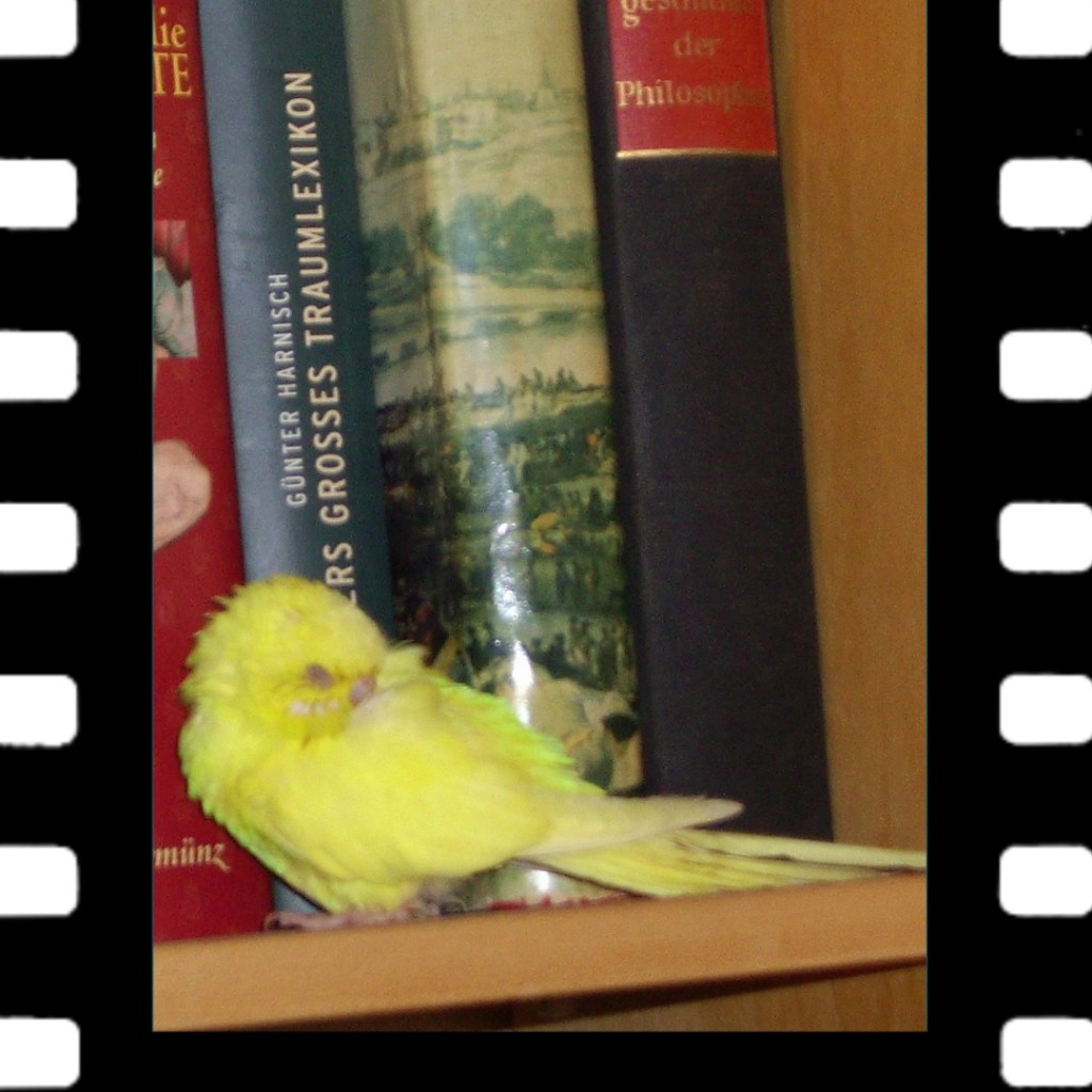 Chris war mein einziger Wellensittich, der an der berüchtigten Psittakose starb.