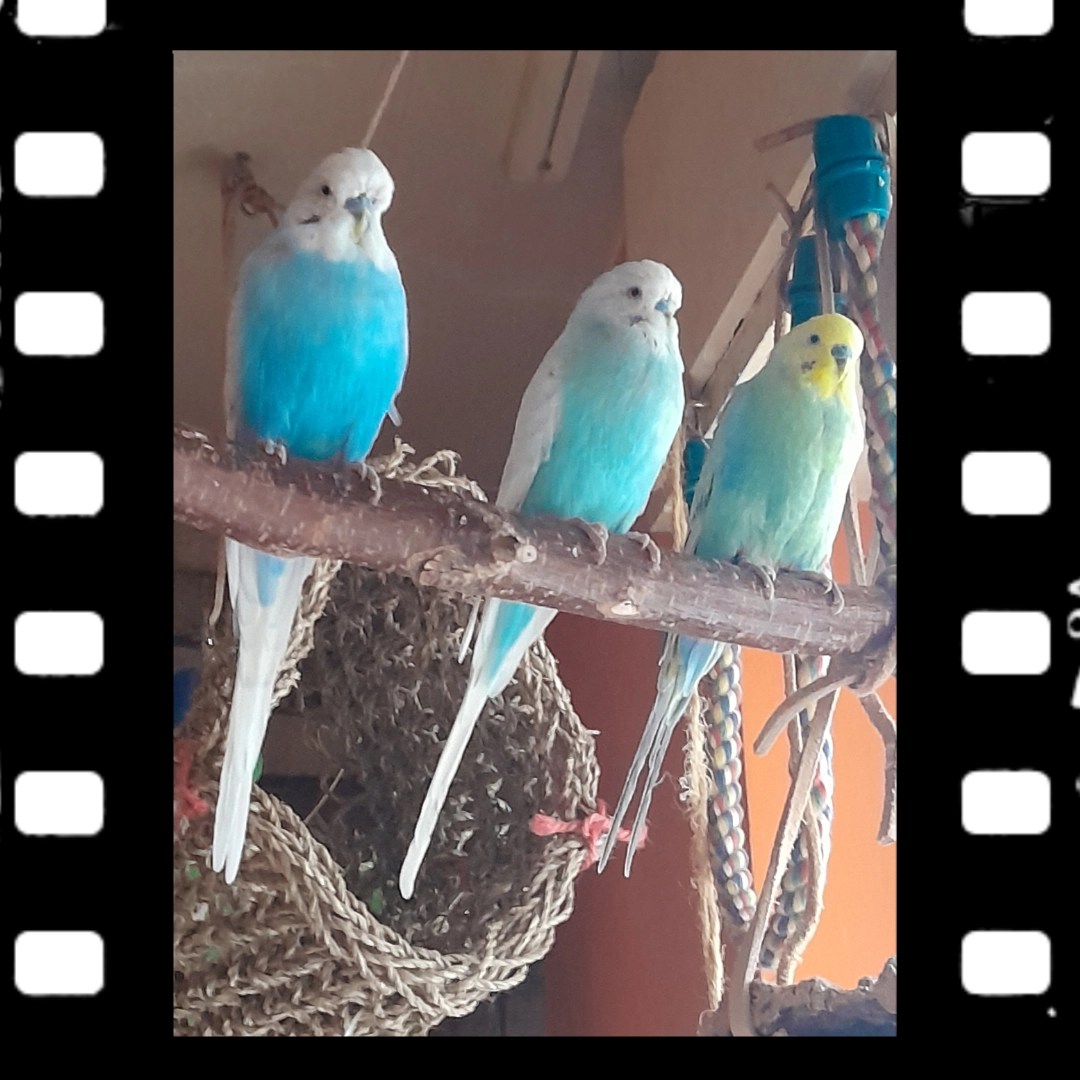 Obwohl im Seniorenalter sind die drei Hähne aus Hessen rüstig