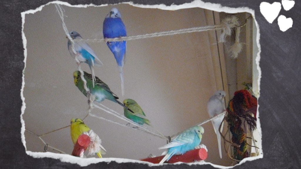 Wellensittiche sitzen auf Stoffseilen verteilt