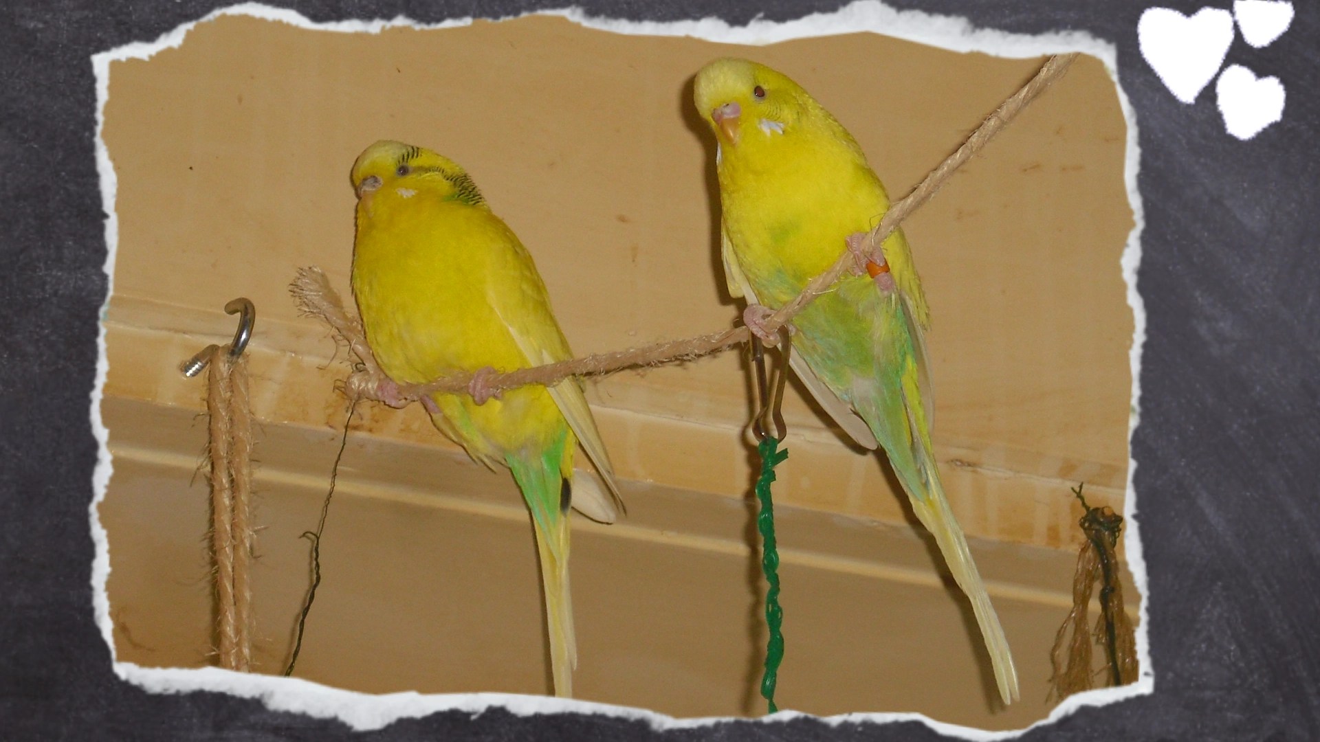 Gelbe Wellensittiche sitzen auf dünnem Seil