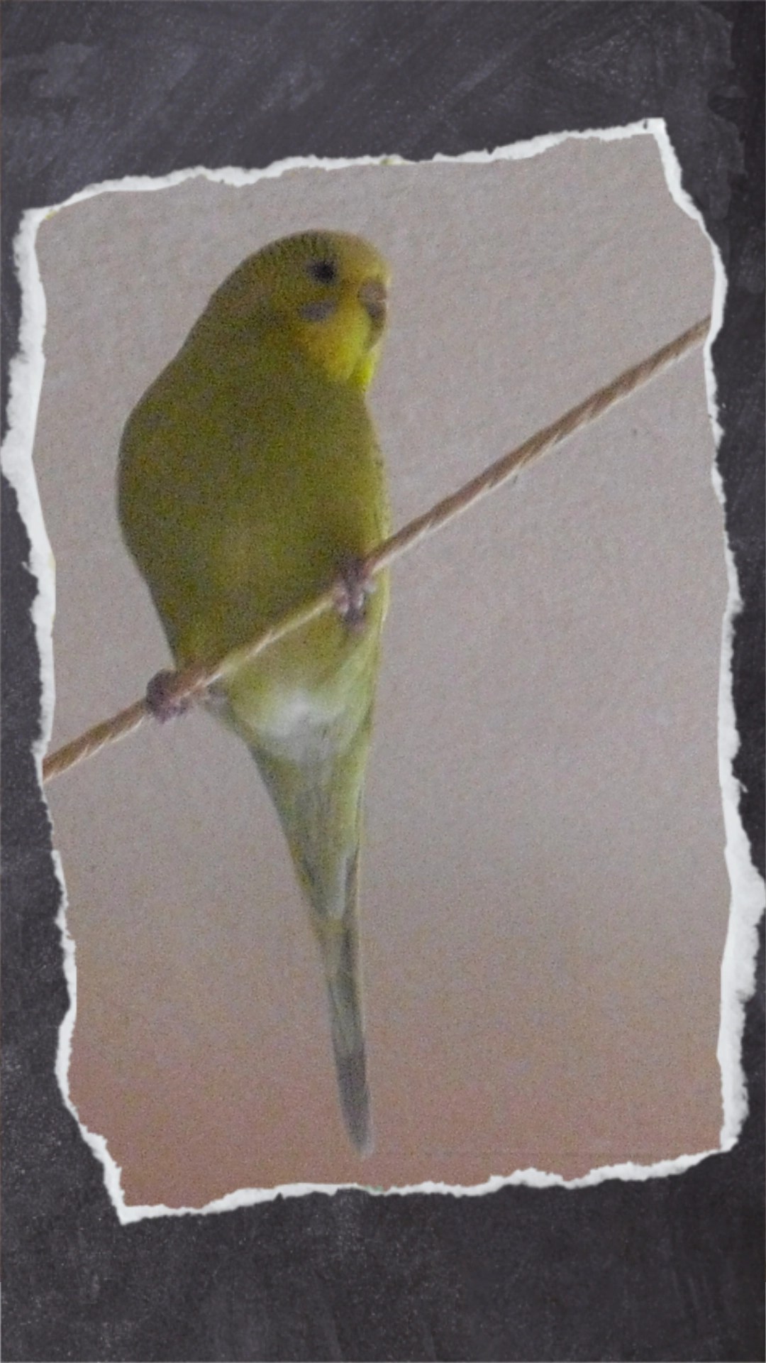 Dünne Seile schaden den Wellensittich-Füßen