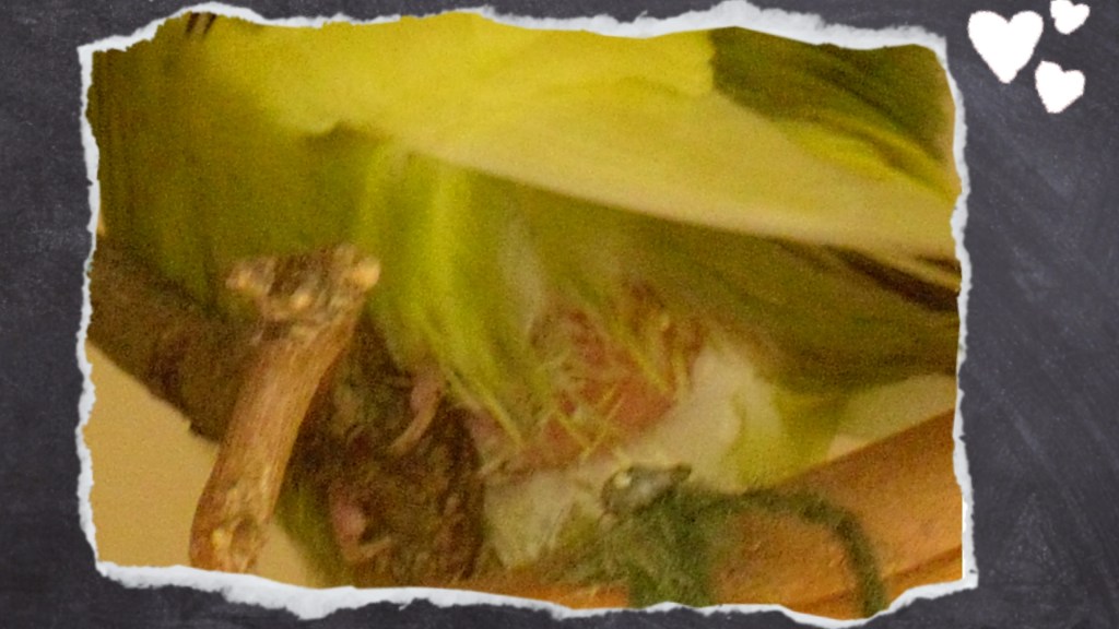 Nahaufnahme rosa Haut bei Durchfall durch Federrupfen sichtbar