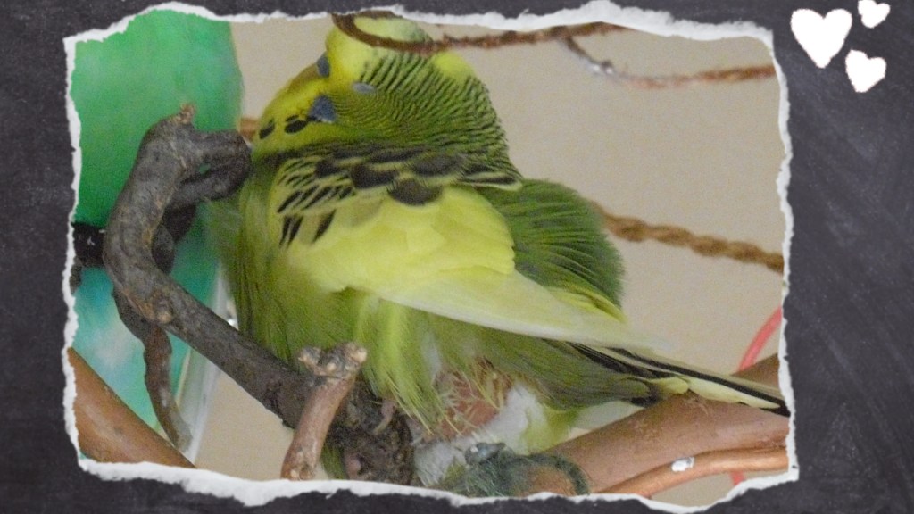 Grüner Wellensittich hat sich wegen Durchfall seine Federn am Po ausgerissen