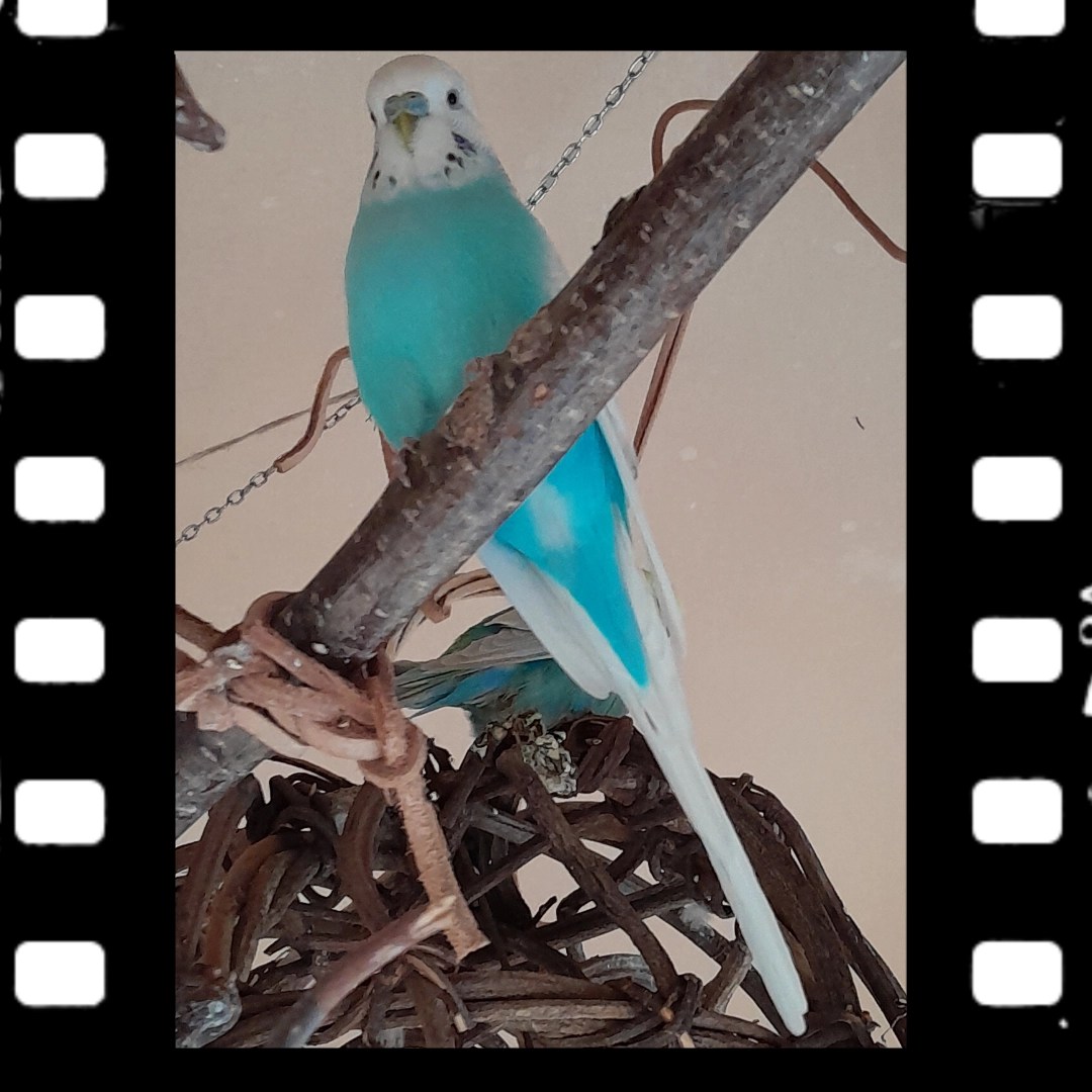 Leuchtendes Hellblau ist die Gefiederfarbe von Wellihahn Easy