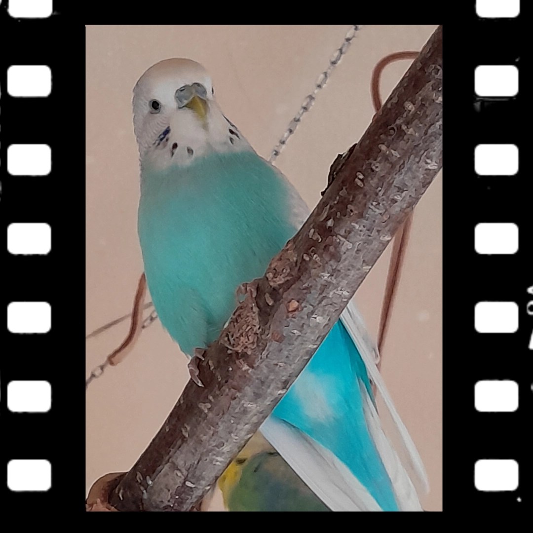 Das Gefieder von Wellihahn Easy liegt immer perfekt an