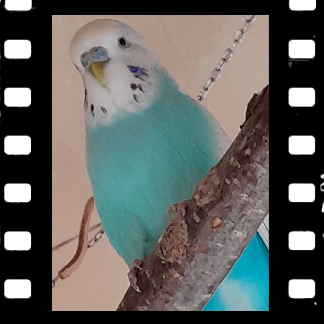 Hellflügel Easy hat ein schönes pastellblaues Gefieder