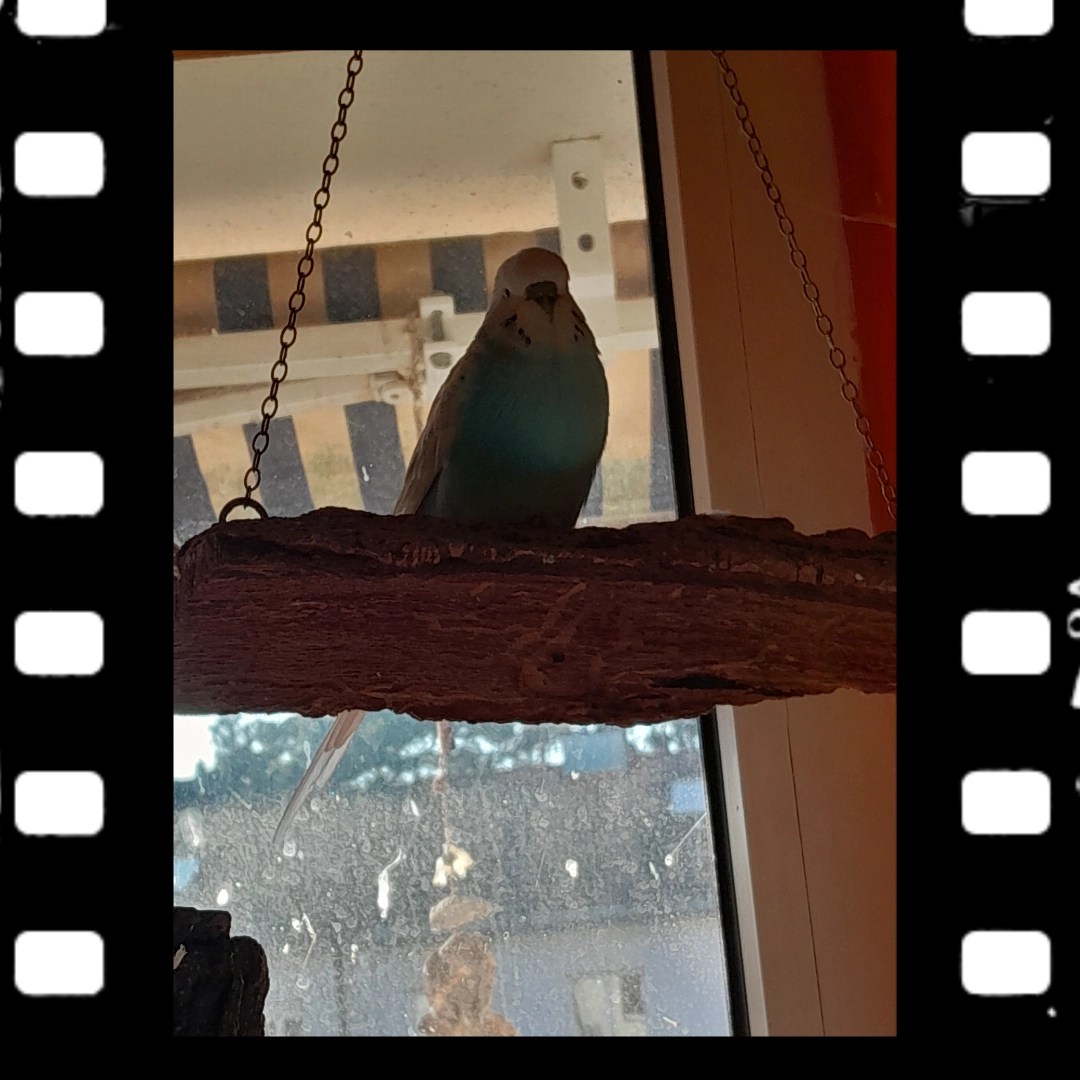 Neuer Lieblingsplatz für Easy: die Korkschaukel