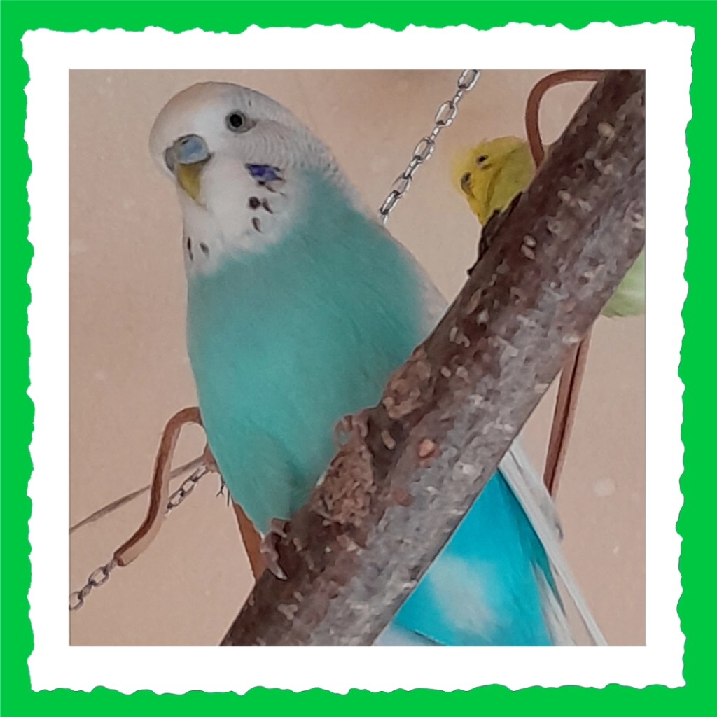 Blauer Welli-Hahn Easy