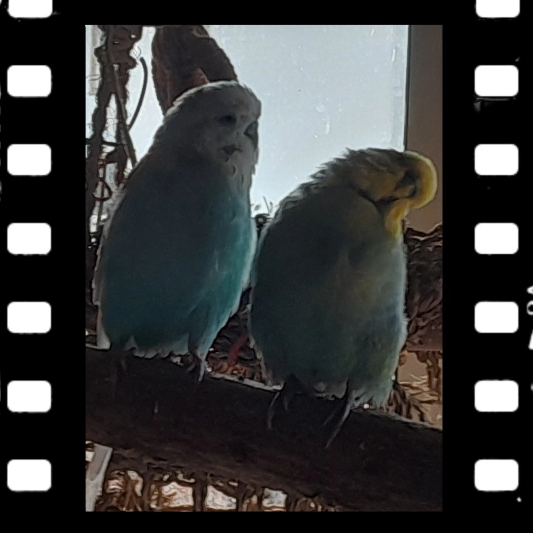 Unzertrennliche: Easy und Krümmel