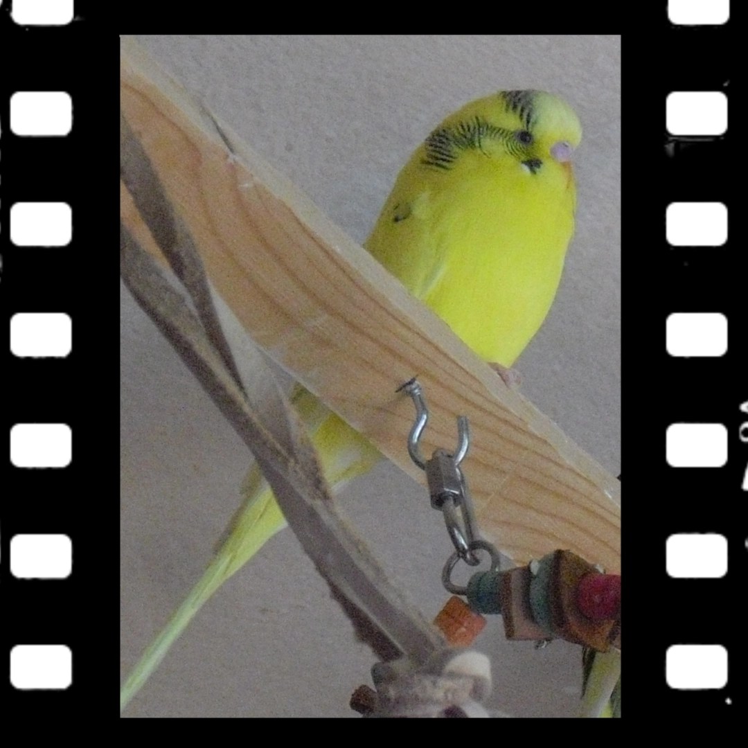 Gelber Wellensittich mit blassrosa Wachshaut