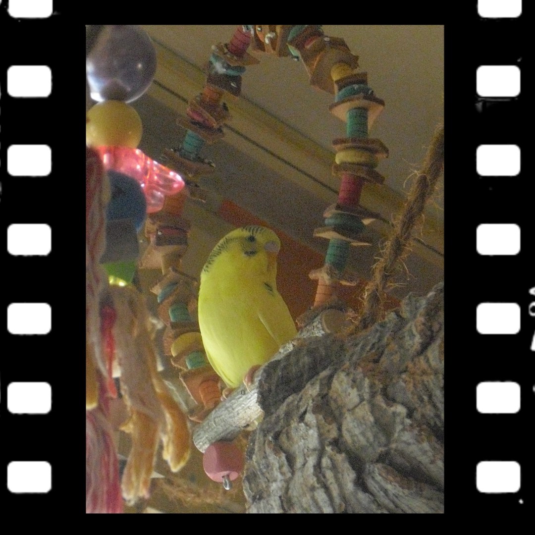 Noch junger Wellihahn mit blassrosa Wachshaut