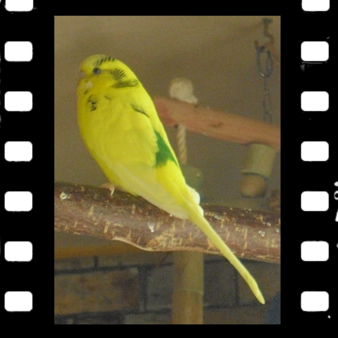 Gelber Wellihahn Emily