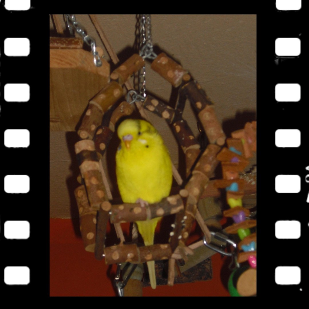 Bereit zum Entspannen: Lutino Emily in Holzschaukel