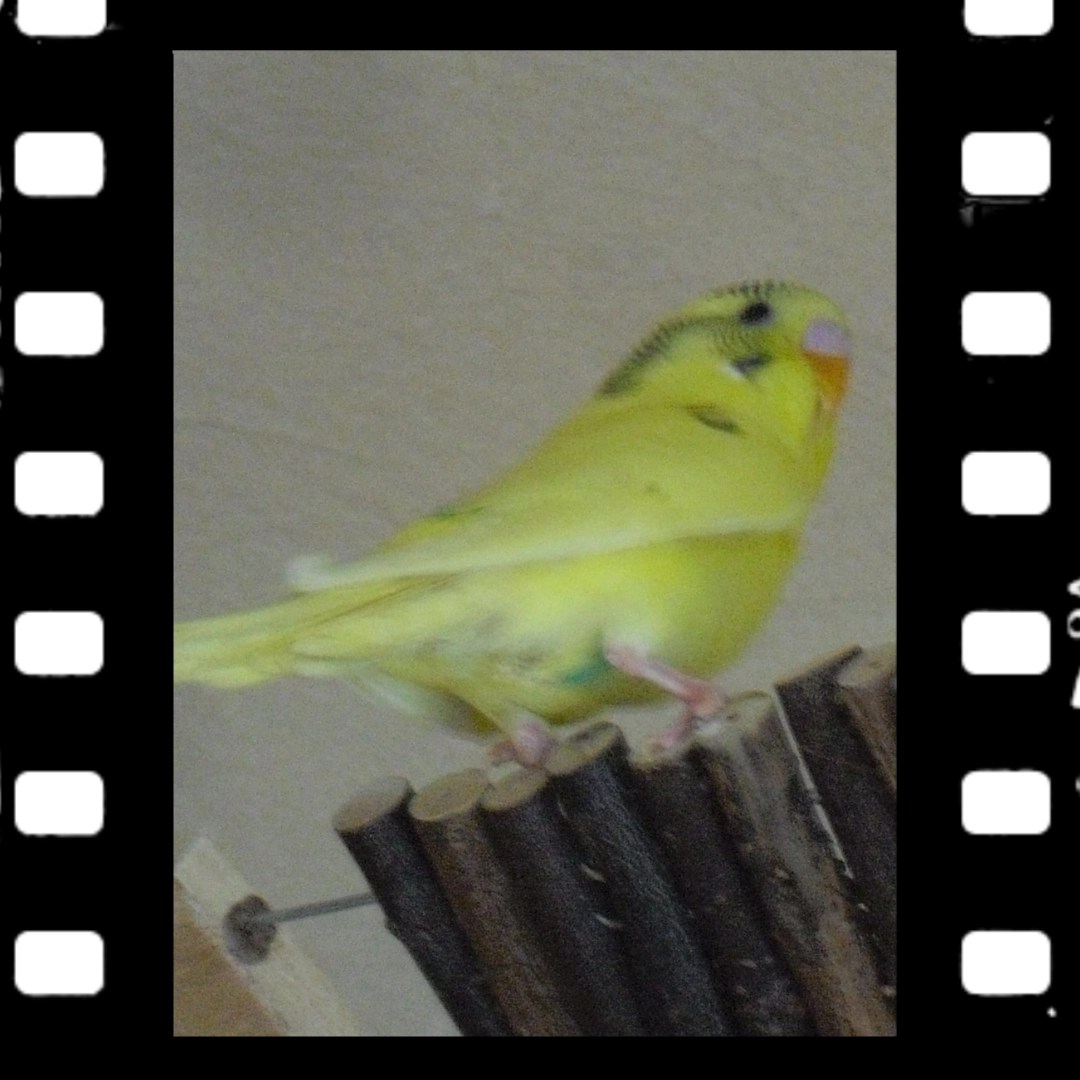 Lutino-Hahn Emily sitzt auf Nagerbrücke