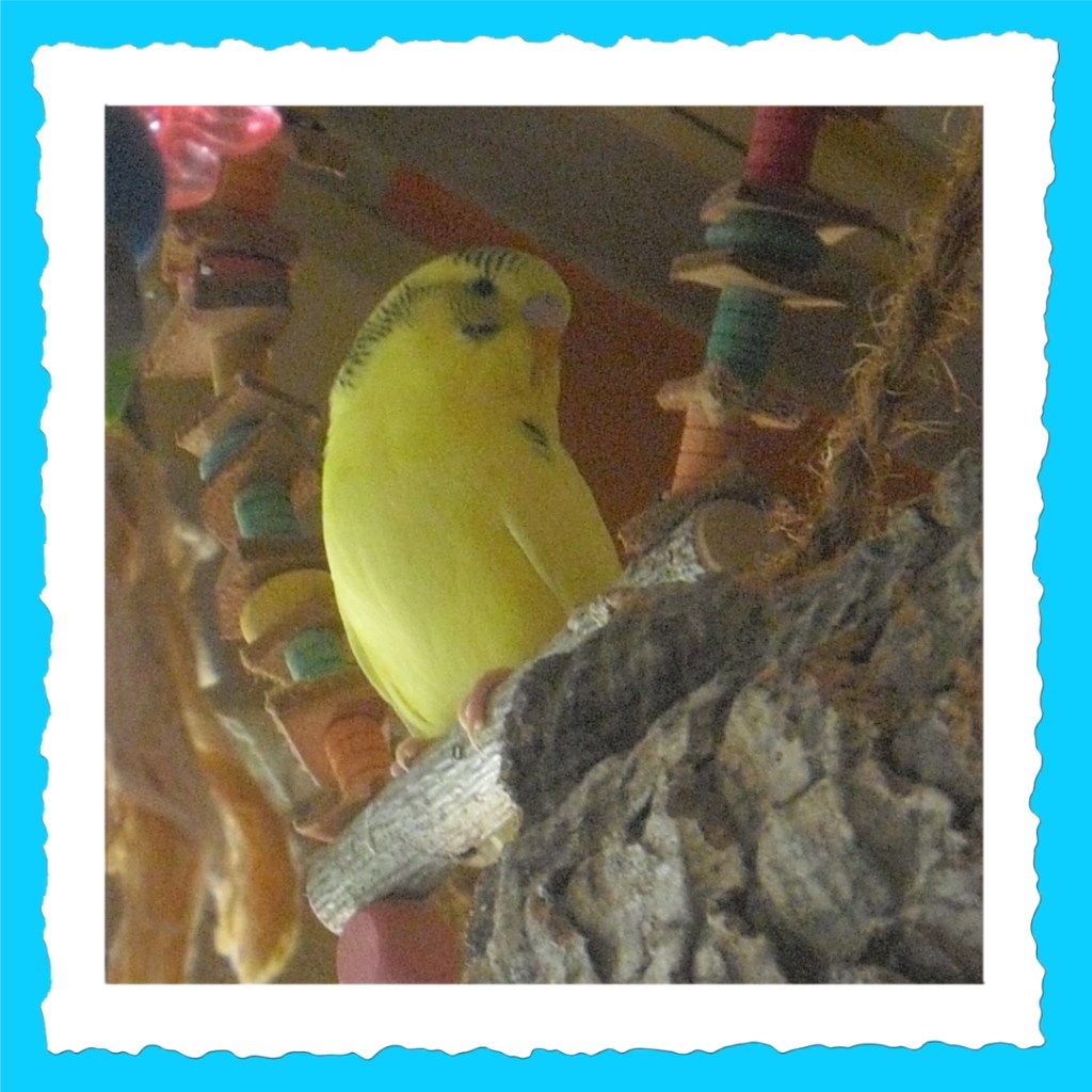 Wellensittich-Hahn Emily Steckbrieffoto