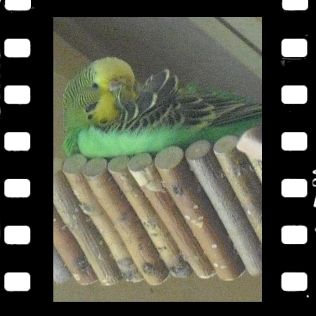 Schlafplatz Nagerbrücke aus Holz