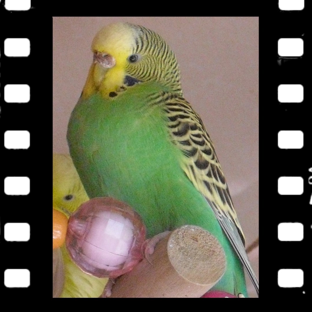 Grüne Wellihenne mit brauner Wachshaut