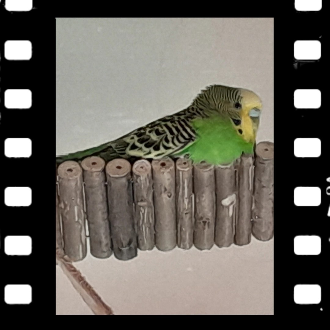 Holzbrücken sind ein perfekter Schlafplatz für Wellis