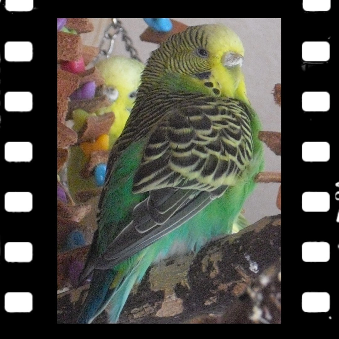 Welli-Henne Emma sitzt auf Holzschaukel mit breiter Sitzstange