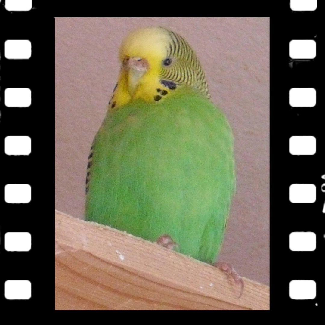 Klassisch grüne Wellensittich-Henne Emma