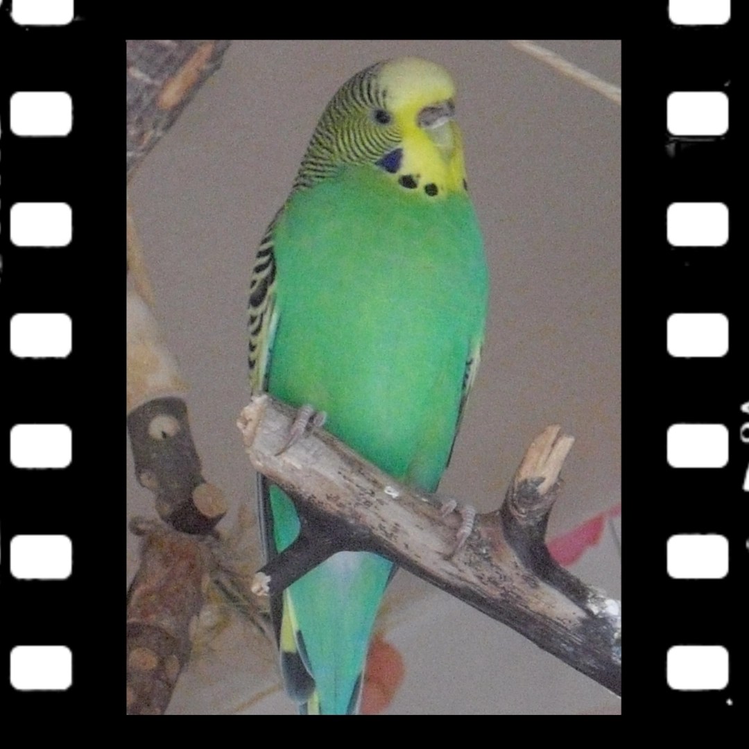 Emmas Kehltupfen und Wachshaut