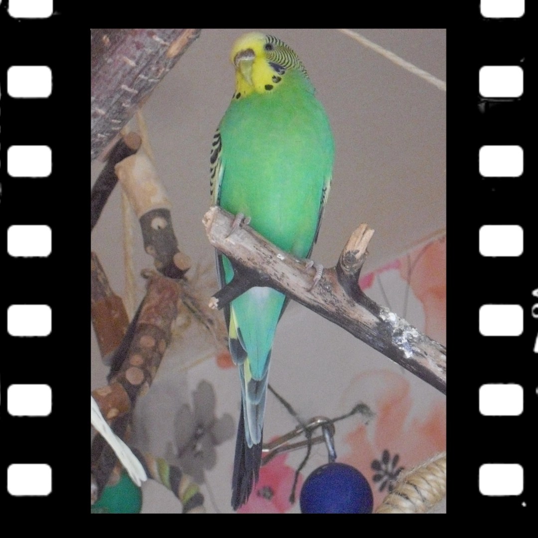 Wellensittich Weibchen Emma mit Kehltupfen