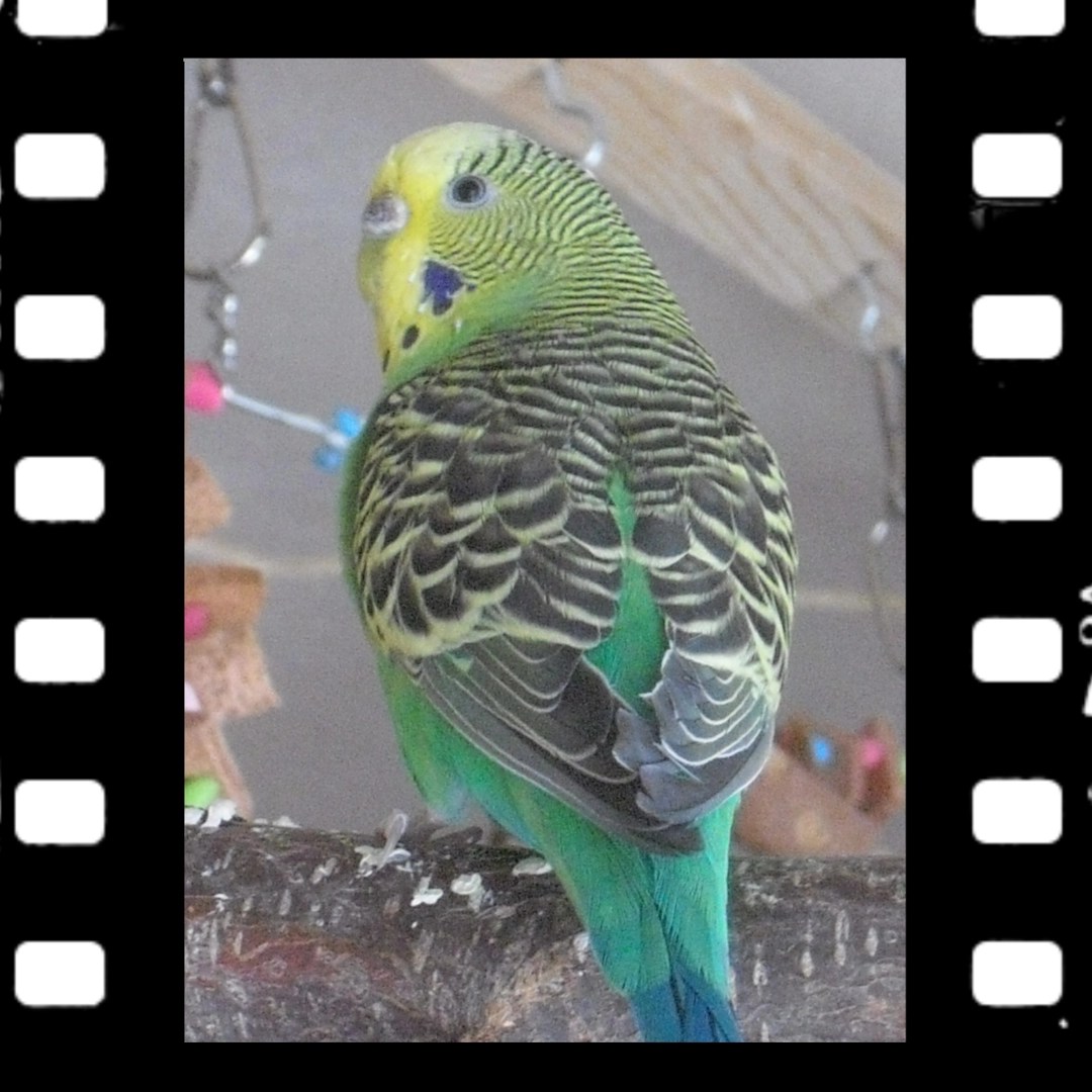 Wellihenne Emma mit schwarzem Wellenmuster