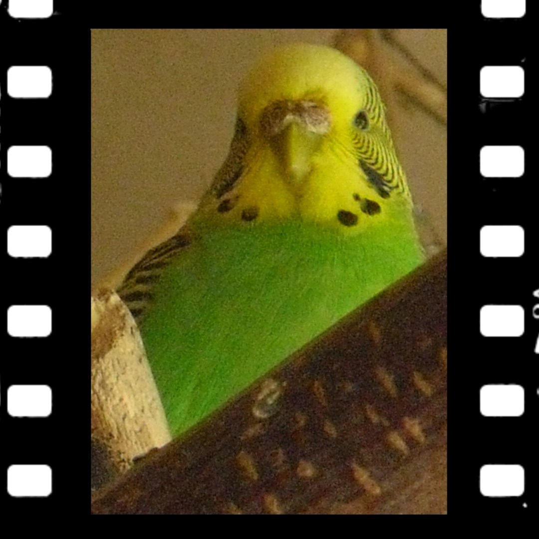 Grüne Wellensittich-Henne Emma auf Holzstange