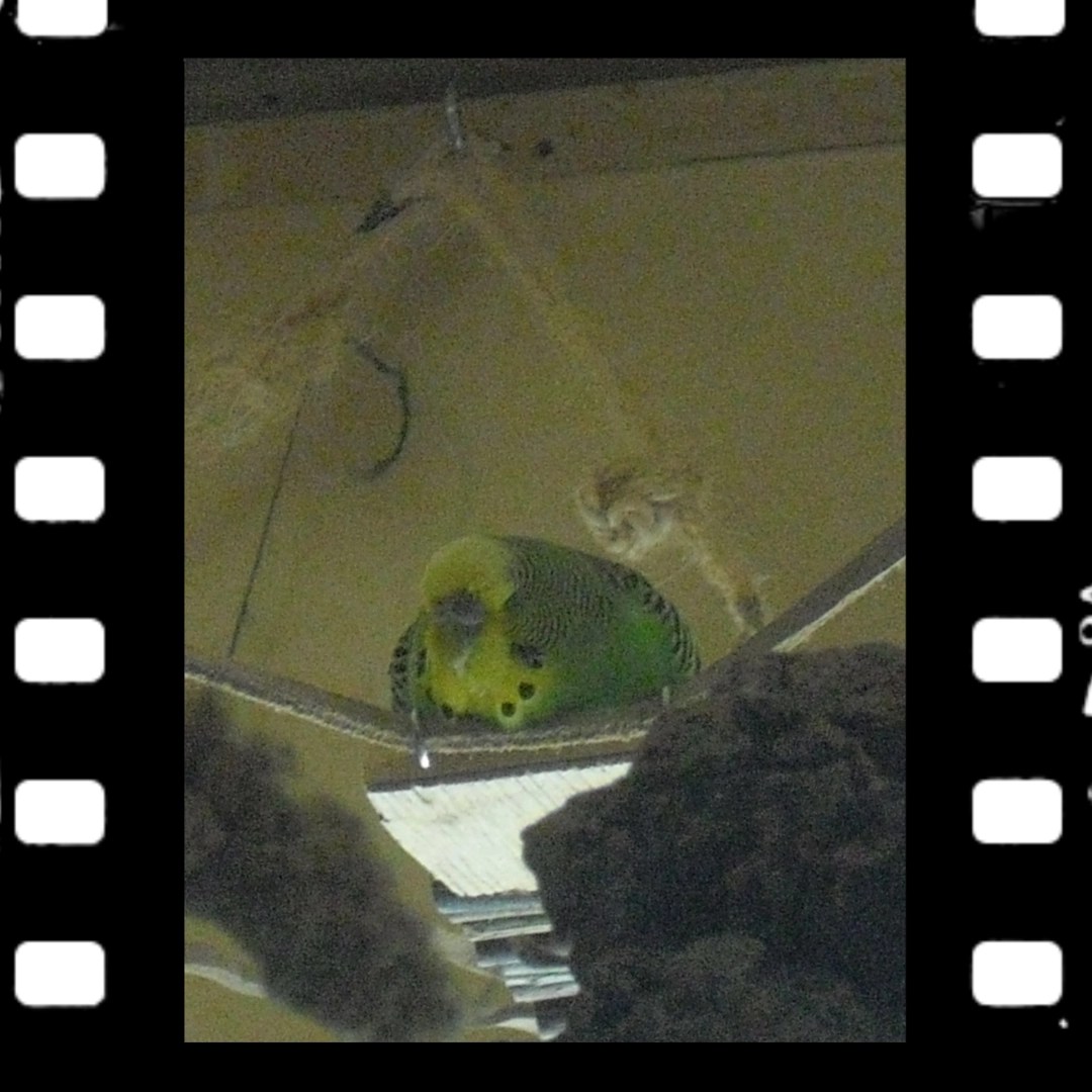 Wellihenne Emma total entspannt bei ihrer Siesta